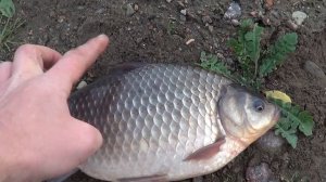 Как и на что ловить карася на фидер поздней осенью? Рыбалка Поклевки КАРАСЕЙ ВЕСОМ Более ПОЛКИЛО.