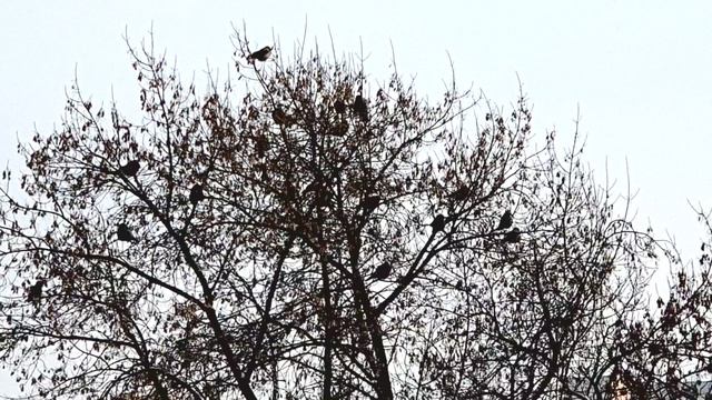 Стая серых ворон на дереве