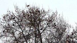 Стая серых ворон на дереве