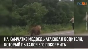На Камчатке медведь атаковал водителя, который пытался его покормить