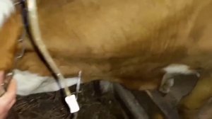‼️## Что делать если Корова не встаёт после тяжелого отëла или послеродовой парез ##‼️