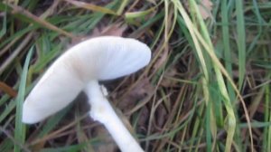БЛЕДНАЯ ПОГАНКА (Amanita phalloides). КАК ВЫГЛЯДИТ БЛЕДНАЯ ПОГАНКА, КАК ЕЕ УЗНАТЬ