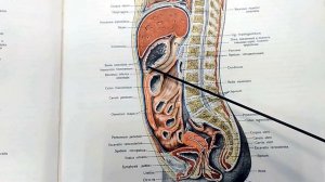 Брюшина, полость брюшины
