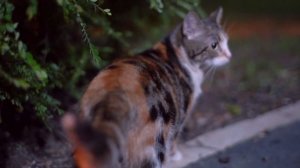 Почему кошка это делает? Ночные ТЫГЫДЫКИ! Правда о кошках ч1. 6 ответов. Как понимать кошку?