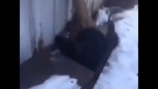 Пес примерз смотреть онлайн