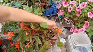 Бегония :  черенкование, перевалка укоренённых черенков.