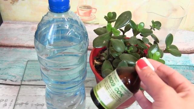 Подкормка для буйного роста и цветения комнатных растений