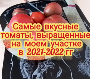Самые вкусные томаты, выращенные на моём участке в 2021-2022 гг