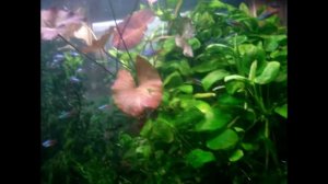 Неоны и нимфея в аквариуме 500 литров