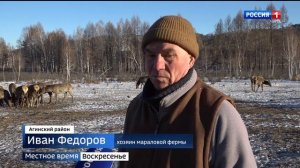 Мараловая ферма в Забакйалье станет местом притяжения туристов