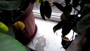 Особенности выращивания лимона в домашних условиях
