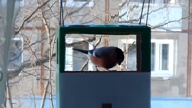 DSCN3938-снегирь обороняет кормушку смотреть онлайн