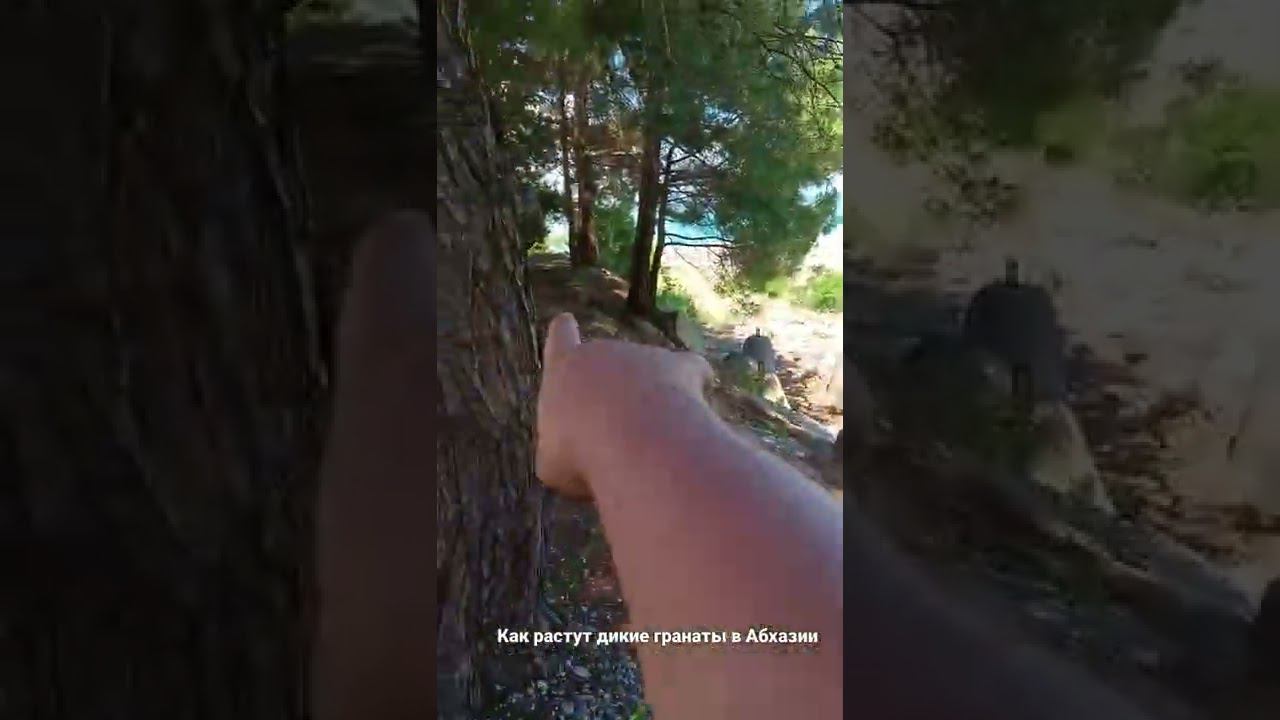 Как растут дикие гранаты в Абхазии смотреть онлайн