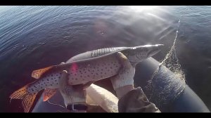 Рыбалка сетями, Осенняя Щука, с лодки ПВХ FLINC 360 LA.Fishing in Siberia
