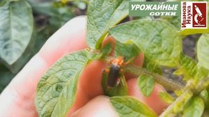 Друг или враг? Жук-пожарник, которого знают ВСЕ - поедатель тлей!