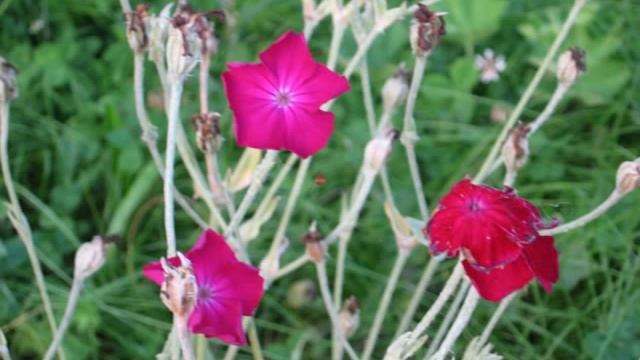 Летняя рапсодия на даче смотреть онлайн