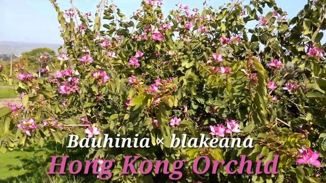 TheFruitNerd - Karoo Cross Berry (Grewia Robusta) Extremely rare fruit! Plus special bonus video! смотреть онлайн