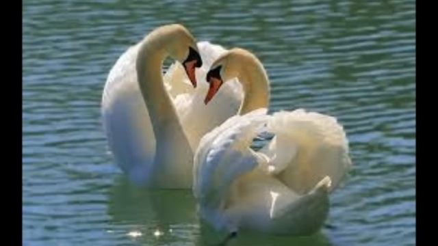 О, МОЯ ДАЛЁКАЯ, СЕРДЦЕМ ОДИНОКАЯ, ПТИЦА СВЕТЛООКАЯ... смотреть онлайн