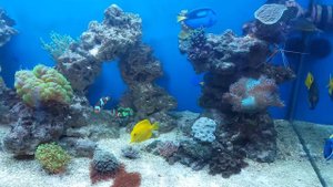 обитатели морского аквариума. оформление морского аквариума. арка из рифа.