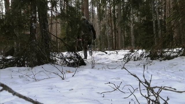Как искать рога оленя, Poroże jelenia 2021.Wieniec jelenia. zrzuty jeleni 2021, Gdzie szukać poroży