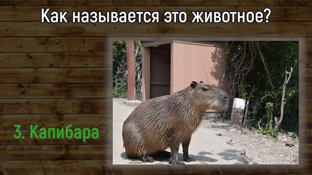 Вы Интеллектуал, Если Сможете Ответить Верно На Все 15 Вопросов Обо Всём На Свете! | Вспоминая было смотреть онлайн