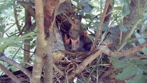 Молчаливые птенцы соловья