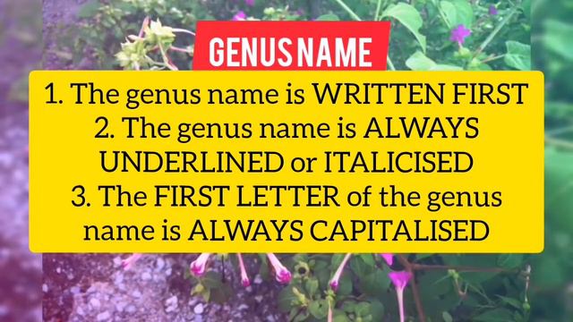 Taxonomic Classification System смотреть онлайн