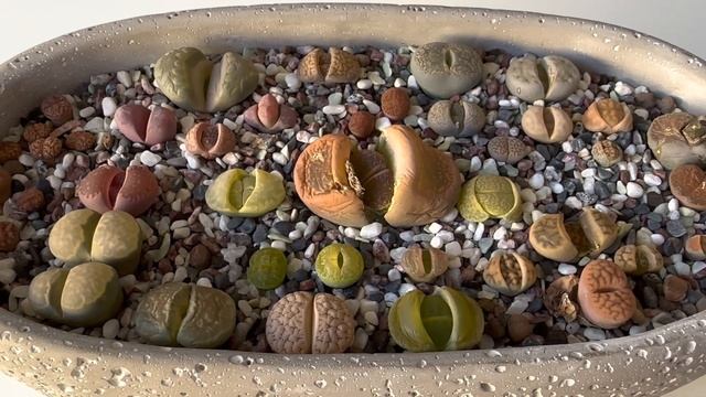 Литопсы/ Lithops. Литопс гниёт. Полезная информация в копилку. 19.03.2023 смотреть онлайн