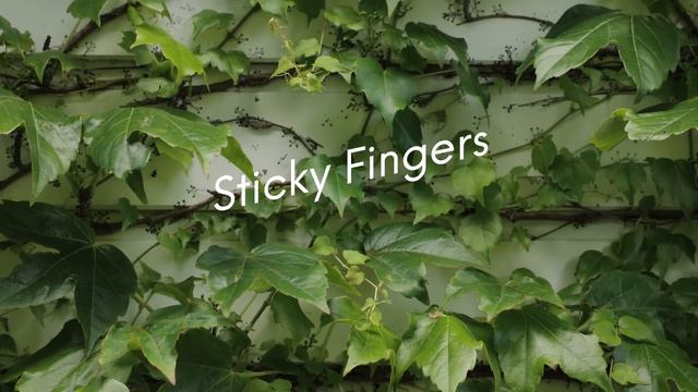 🌿 Transform your space with these Easy-to-Grow Climbing Plants | How-to Garden Series | Episode 26