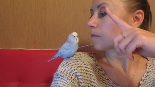Как научить попугая говорить?видео урок для попугая? #Птицы