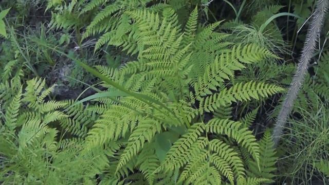 Дальний Восток глазами туристов (Хабаровск, Амгунь) смотреть онлайн