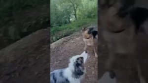 Локи и Балу купаются в озере, немецкая овчарка и ауси.