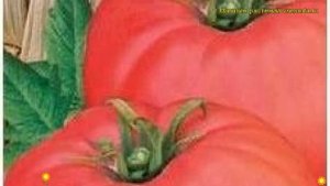 Томат обыкновенный Чудо Земли. Краткий обзор, описание характеристик, где купить семена