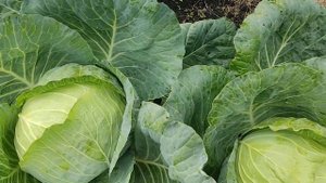 КАПУСТА в Сентябре! Уход за капустой. Не делайте таких Ошибок при выращивании!