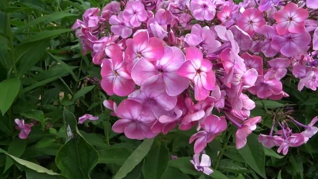 Флокс МАТРОНУШКА - обзор, описание, цветение, отзыв смотреть онлайн