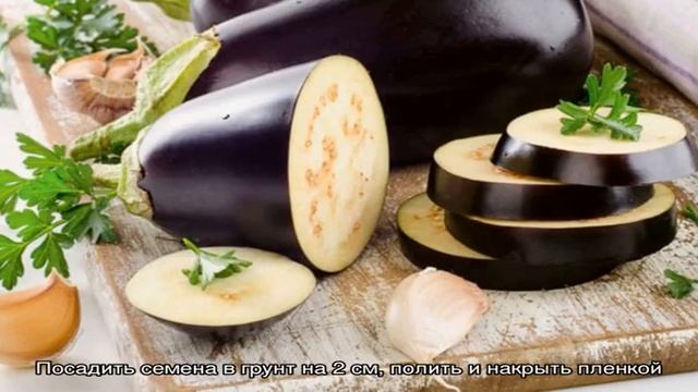 Что такое баклажан — это ягода или овощ: разбираемся вместе и знакомимся с растением ближе