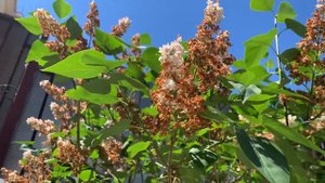 Как правильно удалить отцветшие соцветия СИРЕНИ/ корректирующая ОБРЕЗКА СИРЕНИ.  ВОПРОСЫ. ОТВЕТЫ.