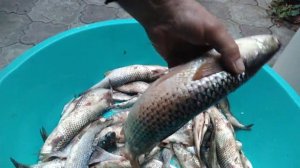 рыбалка в Темрюке 8 ноября 2023 слабо Пеленгас на морского червя  Кубань