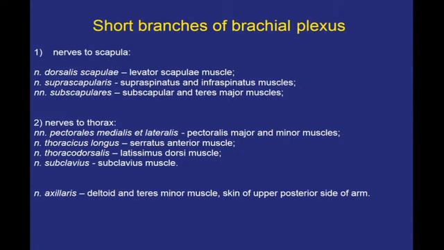 Spinal nerves. Plexus. смотреть онлайн