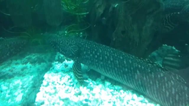 Полиптерус орнатипинис смотреть онлайн