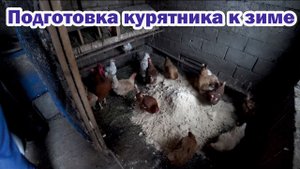 Готовим курятник к зиме