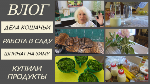 Дела кошачьи/Привожу в порядок клумбу/Заготовка шпината/Купили продукты/Домашний влог