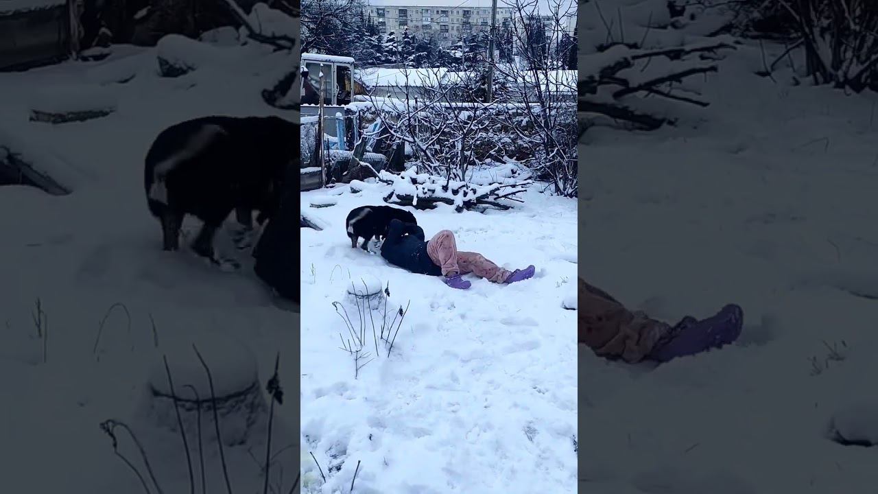 у нас снеееег! Погода нам подарила настоящий Старый новый год! #виделивидео #моясобака #моипитомцы