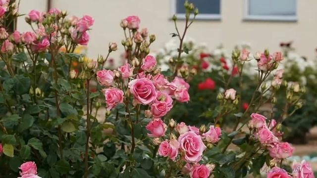 Волшебный, тонкий, аромат роз... смотреть онлайн