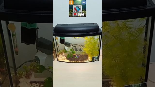 freshwater aquarium 25 liters guppy cockerel пресноводный аквариум 25 литров гуппи Петушок смотреть онлайн