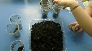 ?Выкапывание клубней глоксиний на продажу ??How to grow gloxinia part №24