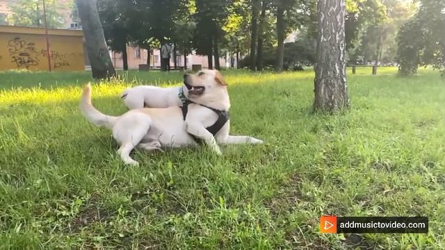 Французский бульдог Сара и её шикарный кавалер) смотреть онлайн