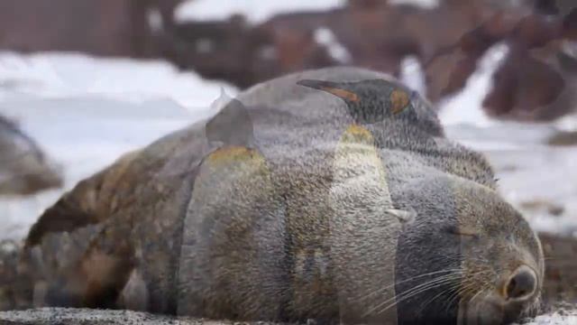 ✅Кусто в Антарктиде нашёл тоннель в другие земли. И потерял часть команды. часть 2. смотреть онлайн