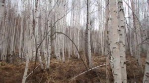 Ориентирование в тайге, изгиб стволов в березовом лесу