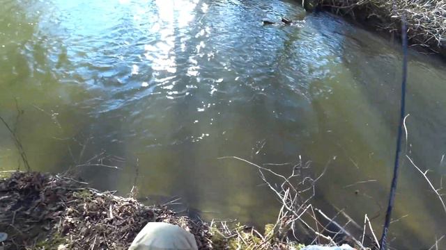 ЖАДНАЯ ВЕСЕННЯЯ ФОРЕЛЬ НА СПИННИНГ #14 #рыбалка #рыба смотреть онлайн